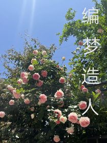 编梦造人