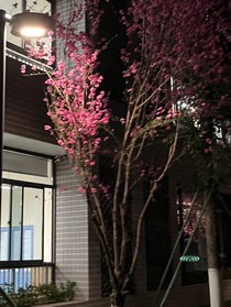 半樹繁華半樹青