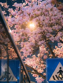 茉莉园城