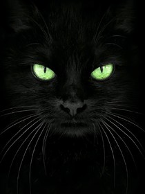 猫异