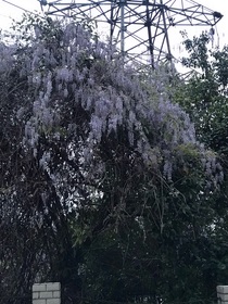 如果她没忘记