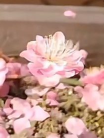 狗幺儿