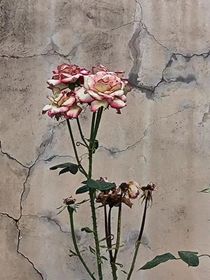 裕華
