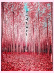 红枫树下的爱恋……
