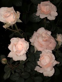 學長，請讓我擁抱你