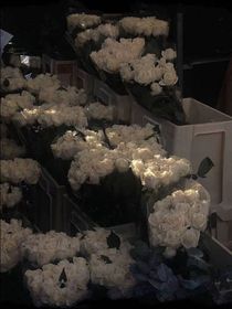 我稱(chēng)你為銀杏