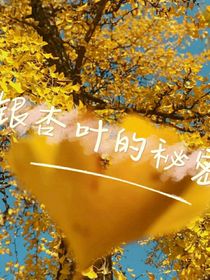 藏在銀樹葉下的秘密