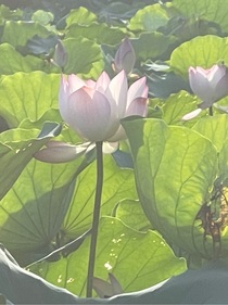 清河湾