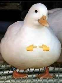 日常的发疯