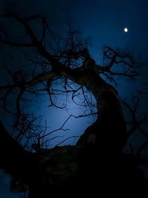 驚悚：魔法傀儡師