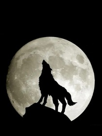 狼王梦之狼族七尊2