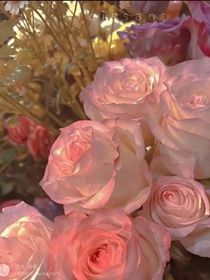 玫瑰花期：神明