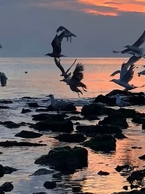 它的名字叫小短篇