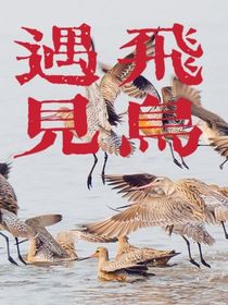 遇見飛鳥