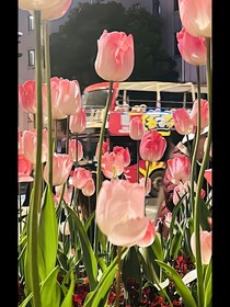 腹黑蓮花攻略手冊