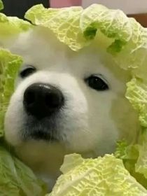 我的暗恋生活……