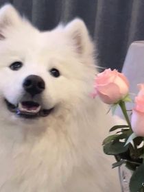 穿书贵女想摆烂
