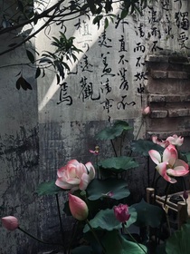 南墙荷花