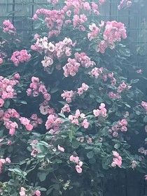 时花