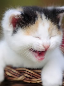 猫萌学园