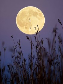 猫武士：满月之夜