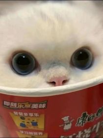 每天都想养鱼