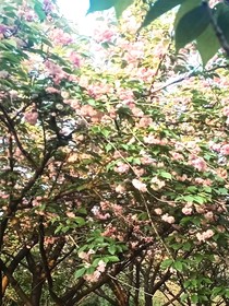 夏禾秋熟