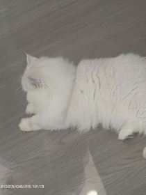 我的小白兔是你