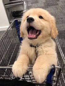 老赖