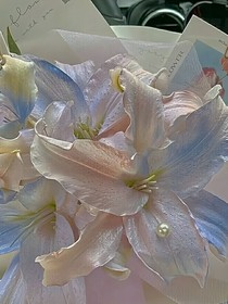 那年百合花开