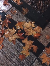 枫叶之遇
