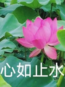 泛濫白日夢想家