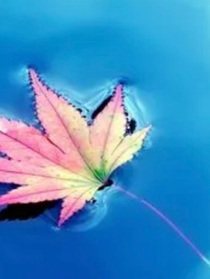 楓原機(jī)器人偷家記