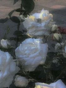 裕瑋森林