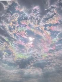 君戏柳