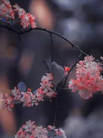万里锦绣作华容