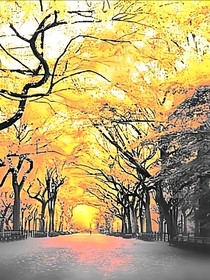赤色森林