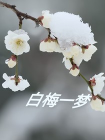 白梅一梦