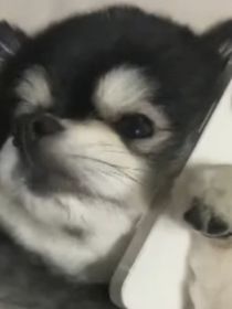 和刘小狗的恋爱日记