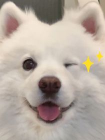 轩轩为萨摩耶