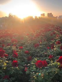 肆意的玫瑰花