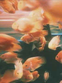 金魚街
