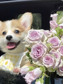 抒情语录谱