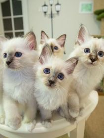 我的养猫记