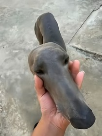 眯眼与门牙