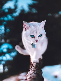 猫武士之冰愿逆袭