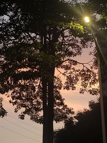 真（蓁）诚（臣）才是必杀技