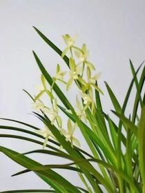 原神：幽兰