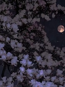 玉兰未开