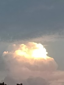 罩枝凡